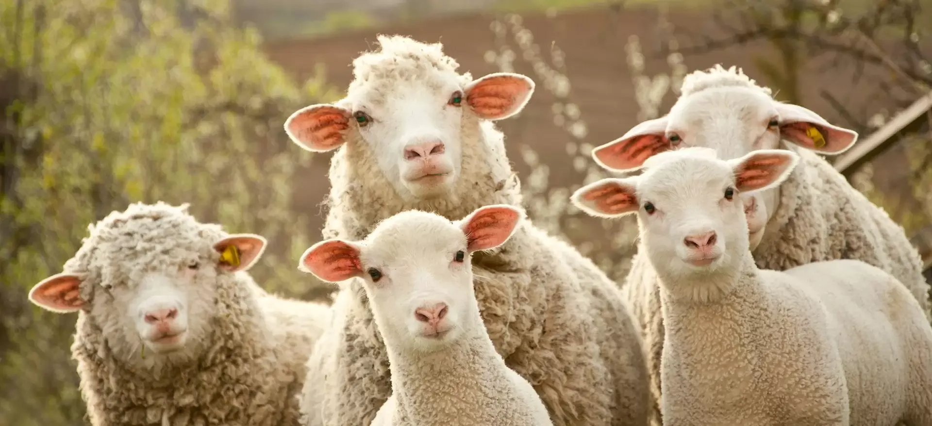 Afbeelding van 5 schapen