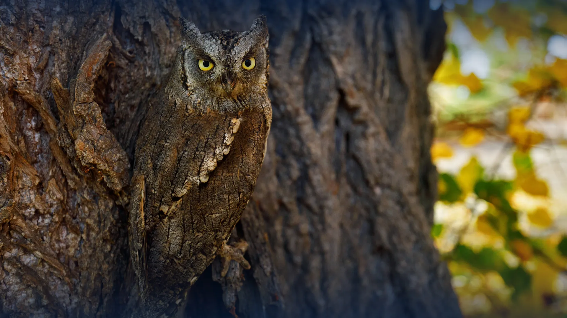 Teaser native ads artikel