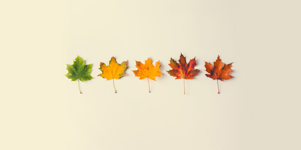 Geen zin in de herfst in Nederland? Ga helemaal naar het einde!